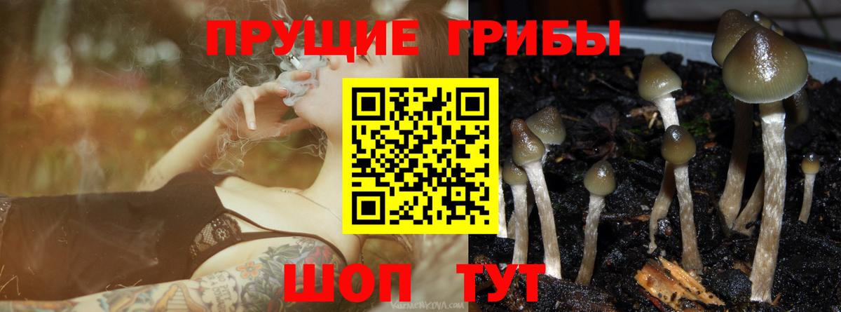 Псилоцибиновые грибы Cubensis Комсомольск-на-Амуре
